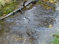 2012-0304-1415_Frog_Spawn_4,1C